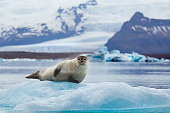 Seal on an Iceberg