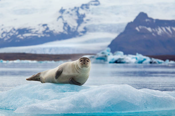 Seal on an Iceberg Seal resting on an Iceberg in Iceland's Jokulsarlon arctic stock pictures, royalty-free photos & images