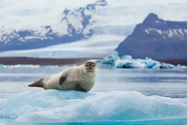 Photo of Seal on an Iceberg