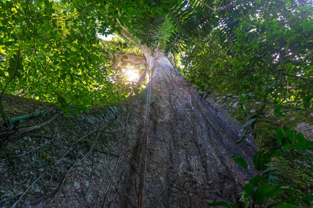 Amazon Ceiba Tree Ceiba tree in the Yasuni national park in Ecuador with a lens flare. ceiba tree photos stock pictures, royalty-free photos & images