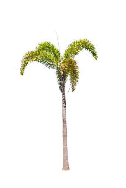 istock Betel palm tree isolated on white. 666529908