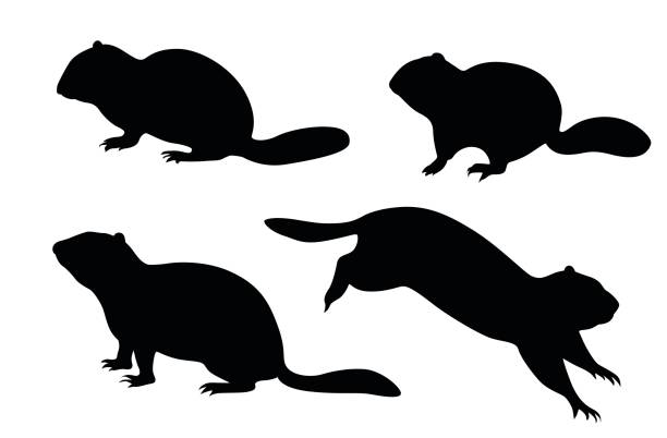 Gopher A vector silhouette illustration of a ground squirel. groundhog stock illustrations