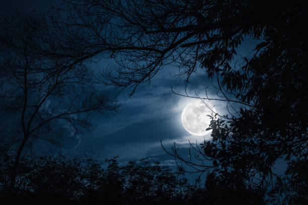 istock Silhouette of branches of trees, night sky with full moon. 666533830