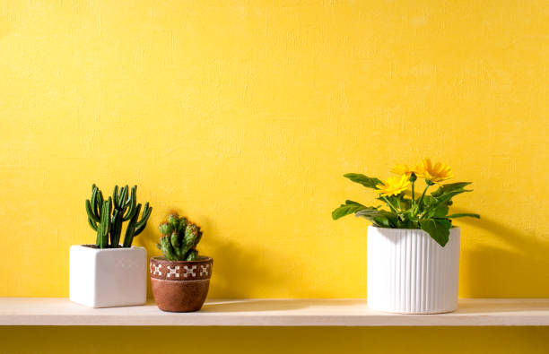 istock a room with yellow walls and shelves 666536064