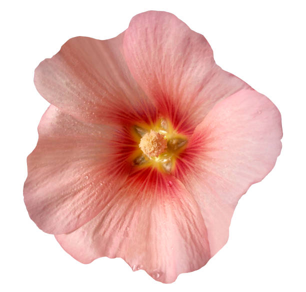 istock Light pink  flower  on  white isolated background with clipping path. Closeup. no shadows. For design. Nature. 666536490
