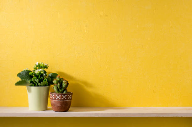 istock a room with yellow walls and shelves 666537054
