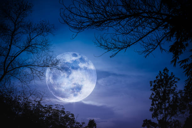 istock Silhouette of branches of trees, night sky with full moon. 666539598