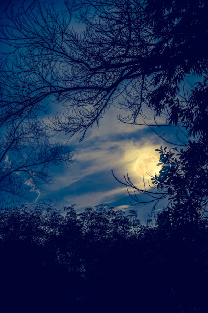 istock Silhouette of branches of trees, night sky with full moon. 666539732