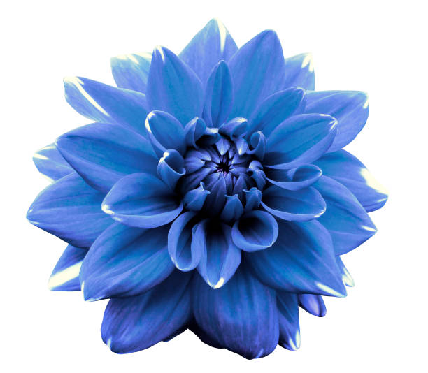 istock Flower Light blue motley dahlia. Isolated on a white background. 666539850