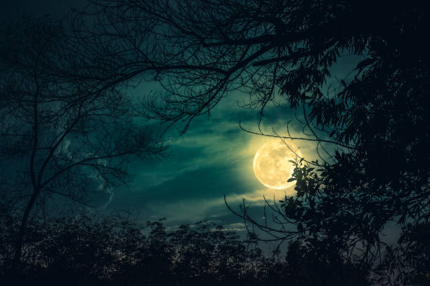 istock Silhouette of branches of trees, night sky with full moon. 666540360