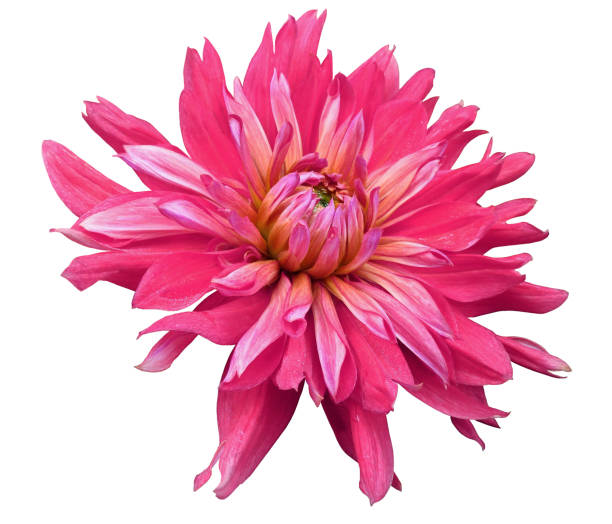 istock big pink flower opens on a white  background isolated  with clipping path. Closeup. side view for design. with drops of water. Dahlia. 666542836