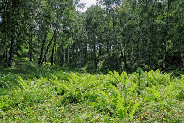 helecho-toss - bracken starch fotografías e imágenes de stock