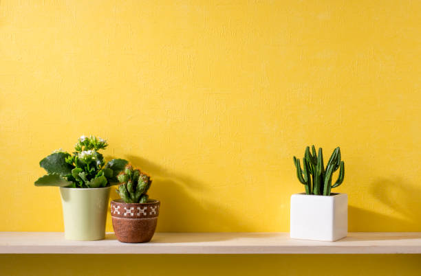 istock a room with yellow walls and shelves 666545844