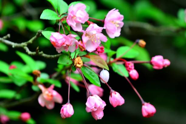 istock Malus halliana / Hall's Crabapple 666548484