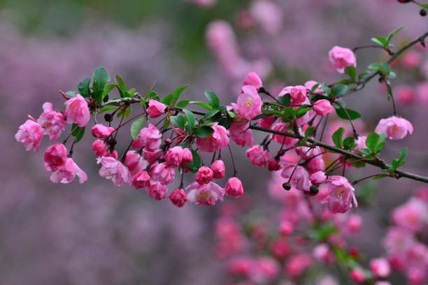 istock Malus halliana / Hall's Crabapple 666548740