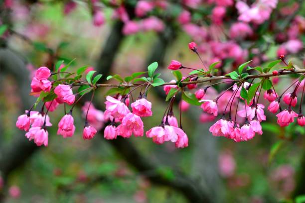 istock Malus halliana / Hall's Crabapple 666548792