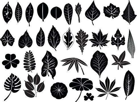 silhouette leaves vector set, grape, acacia, fern, elm, poplar, oak, maple, lush bamboo, cassava, teak, pennywort, tamarind, lotus, caladium, for decoration and design