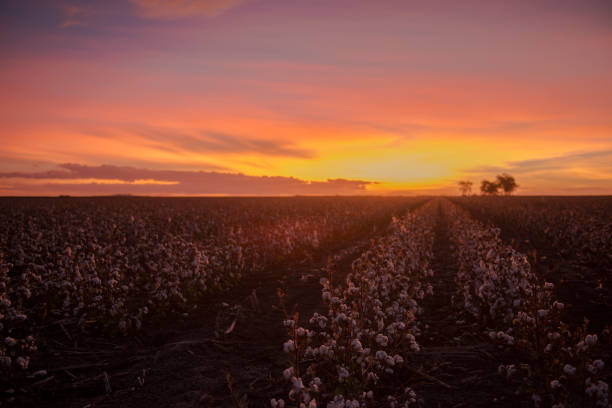 istock Cotton field in Oakey, Queensland 666552366