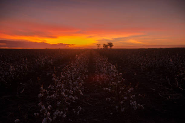 istock Cotton field in Oakey, Queensland 666552520