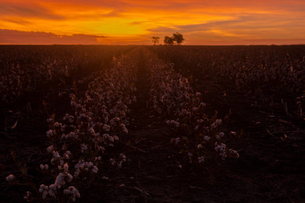 istock Cotton field in Oakey, Queensland 666552896