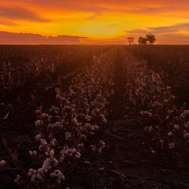 istock Cotton field in Oakey, Queensland 666552974