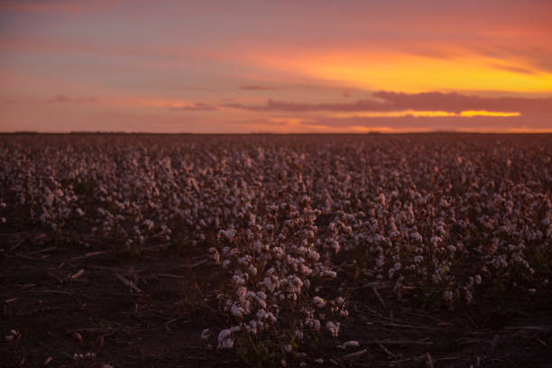 istock Cotton field in Oakey, Queensland 666553174