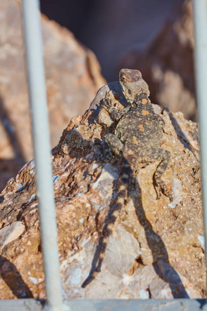 стеллион ящерица сидит на скале - stellion стоковые фото и изображения
