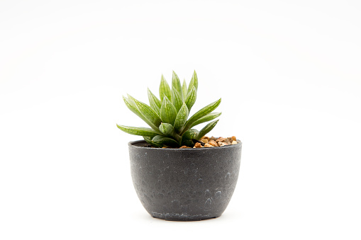 Small plants in pots on wooden background