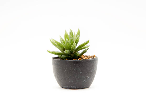 cactus isolated - small plants imagens e fotografias de stock