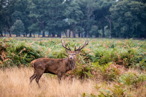 istock Majestic powerful red deer stag Cervus Elaphus in forest landscape 666559622