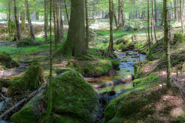 istock primeval forest in bavarian forest national park 666563460
