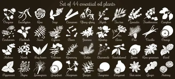 Vector illustration of Big vector set of 44 flat style essential oil plants. White Silhouettes on black