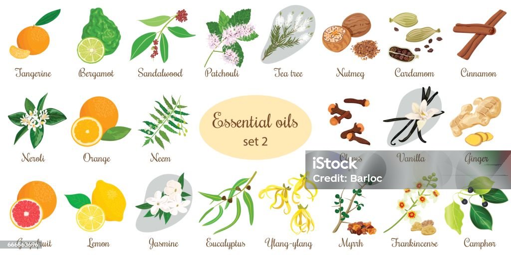 Conjunto grande de plantas de aceite esencial. Vainilla, canela, jazmín, árbol del té, bergamota, sándalo, pachulí, etcetera. - arte vectorial de Vector libre de derechos