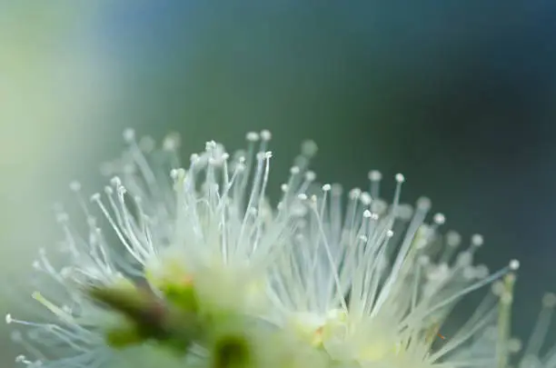 Photo of abstract background. blurred Melaleuca flower