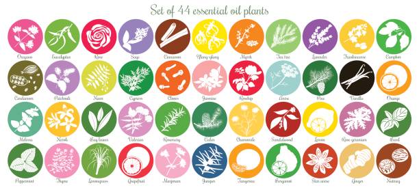 ilustraciones, imágenes clip art, dibujos animados e iconos de stock de gran conjunto de etiquetas de 44 aceites esenciales plana. siluetas blancas - herbal medicine herb sage spice