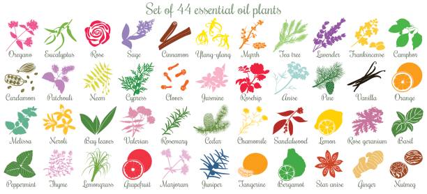 ilustrações, clipart, desenhos animados e ícones de grande conjunto de 44 óleo essencial de plantas. estilo liso, colorido - sweet cicely
