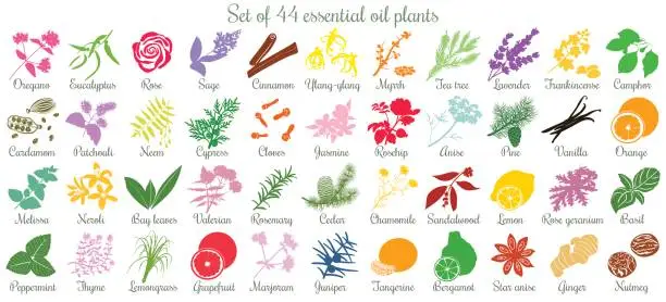 Vector illustration of Big set of 44 essential oil plants. flat style, colored