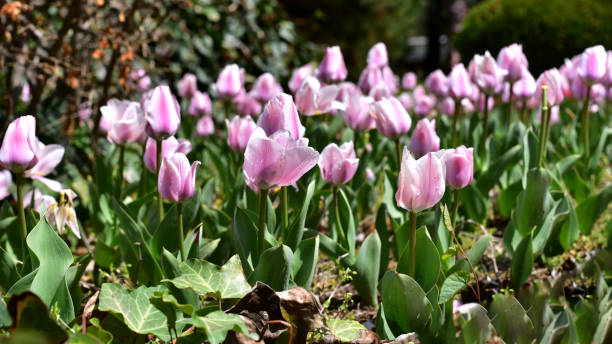 istock fresh and beautiful purple tulips on spring in Turkey 666569496