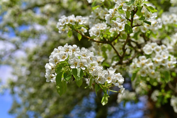 istock blossom is Spirit of spring 666569900