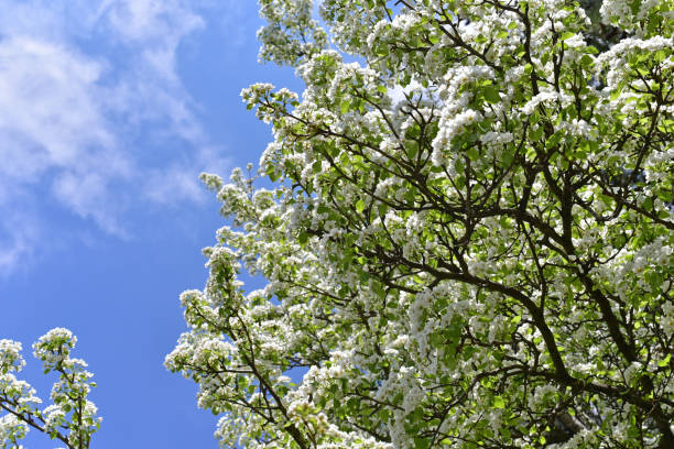 istock blossom is Spirit of spring 666570542