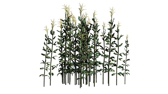 Stalks Corn Stalks Separated On White Background Stock Illustration - Download ...