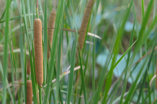 Soft focus of Typha flowering plants, also called bulrush, reedmace, cattail, corn dog grass