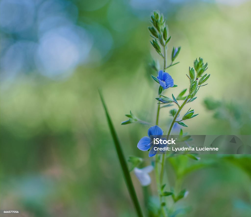 Sonnet Delicate forest flowers Beauty Stock Photo