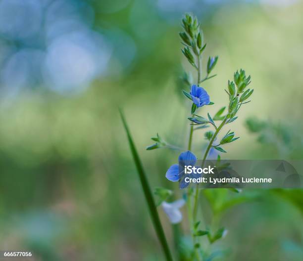 Sonnet Stock Photo - Download Image Now - Beauty, Bright, Flower