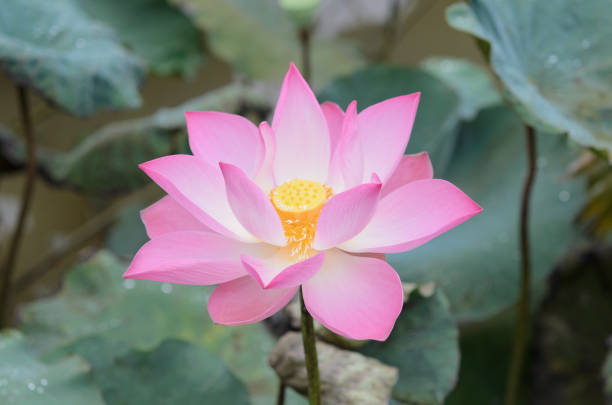 istock lonely lotus flower 666580106