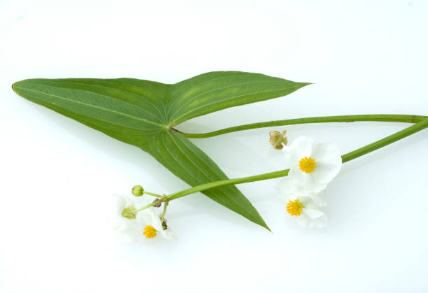 Arrowhead; Sagittaria; sagittifolia;