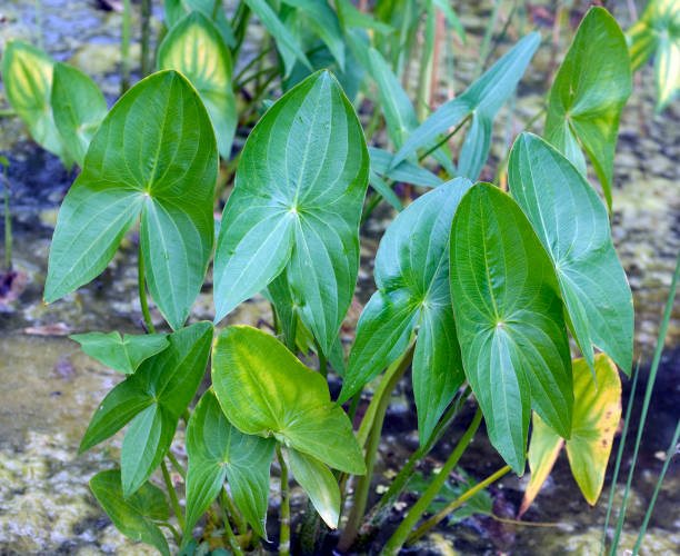 矢印;ウリカワ;sagittifolia; - arrowhead ストックフォトと画像