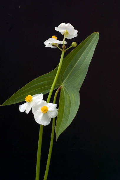 Arrowhead; Sagittaria; sagittifolia;