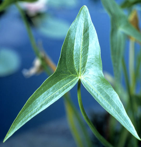 Arrowhead; Sagittaria; sagittifolia;