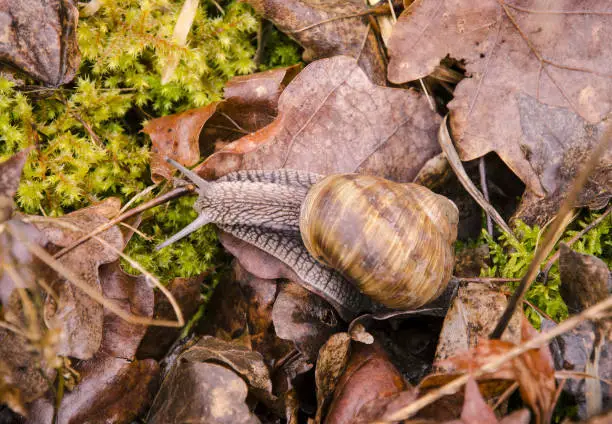 Photo of Closeup view of a snail with dry leaves, moss and grass in the garden on a spring day after rain